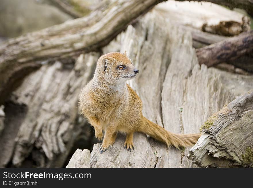 Yellow Mongoose On A Tree