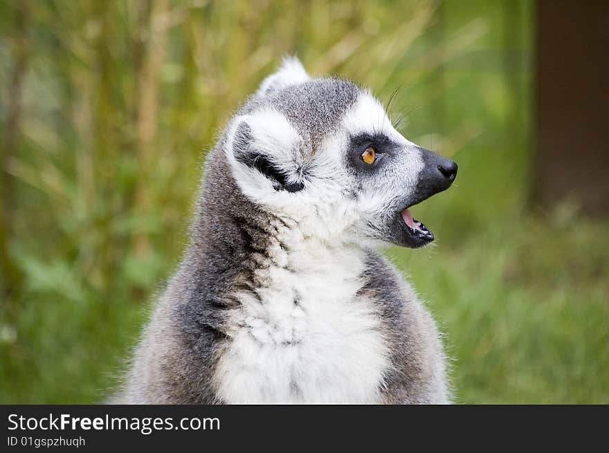 Ring-tailed Lemur