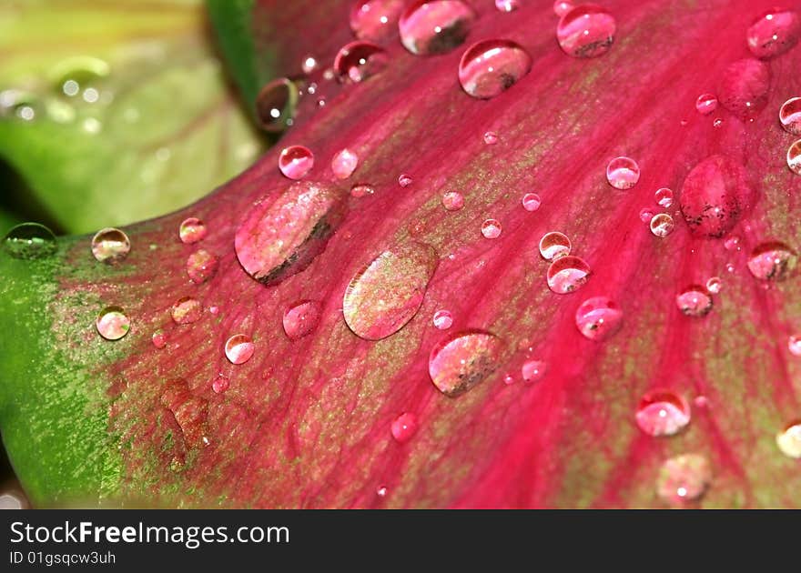 Water Drops On A Red Leaf