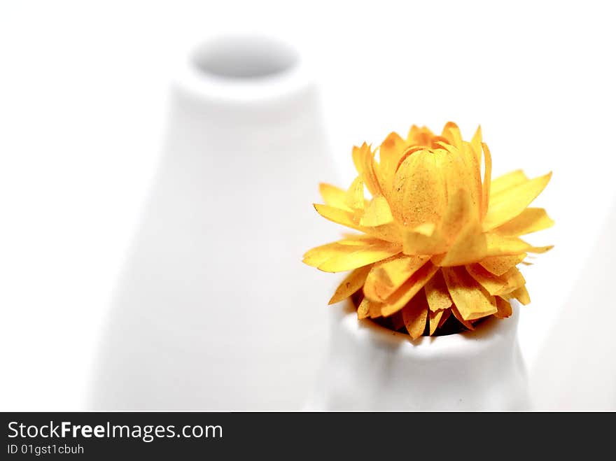 Dried yellow flower in a white vase. Dried yellow flower in a white vase