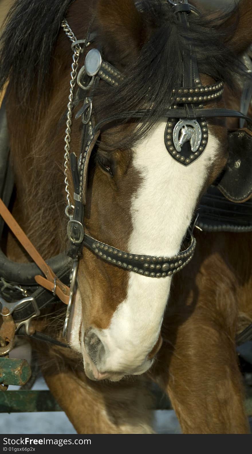 Head of clydesdale horse with harness and bridle