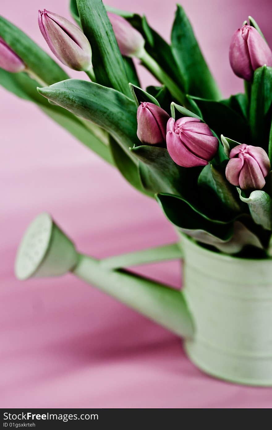 A pail of pink tulips on a pastel background. A pail of pink tulips on a pastel background