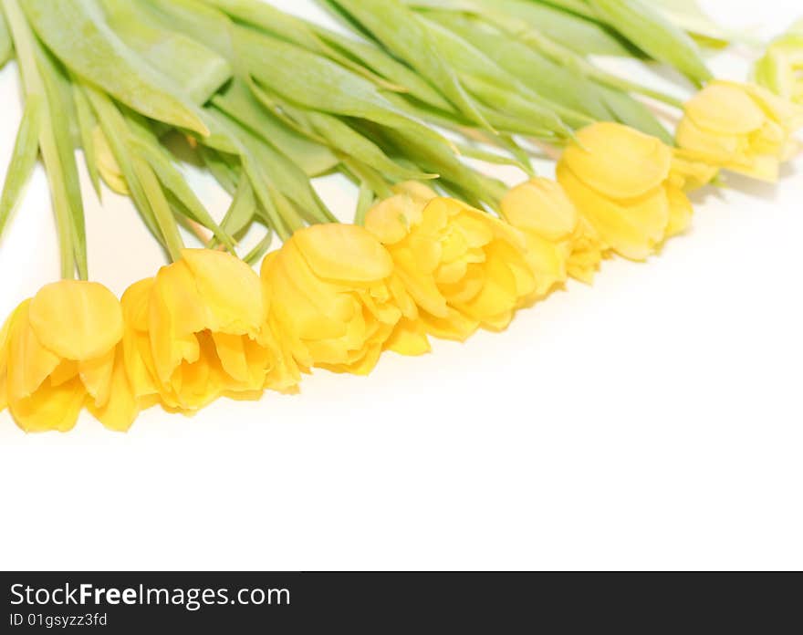 Yellow tulips the white background. Yellow tulips the white background