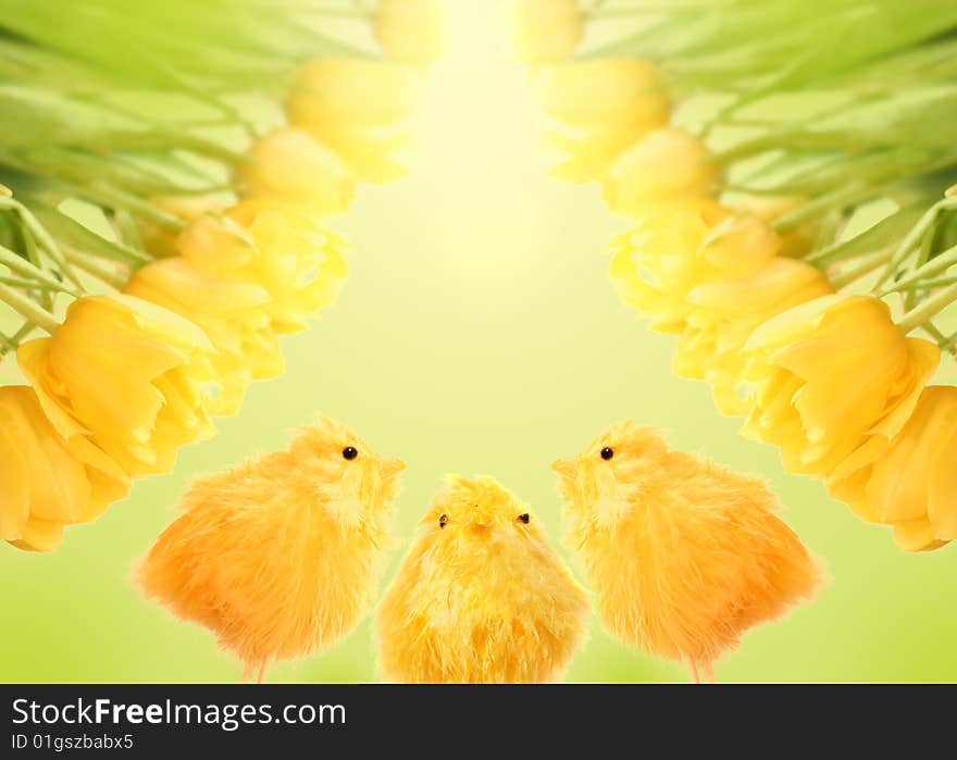 Yellow tulips and chiken baby on the Easter background