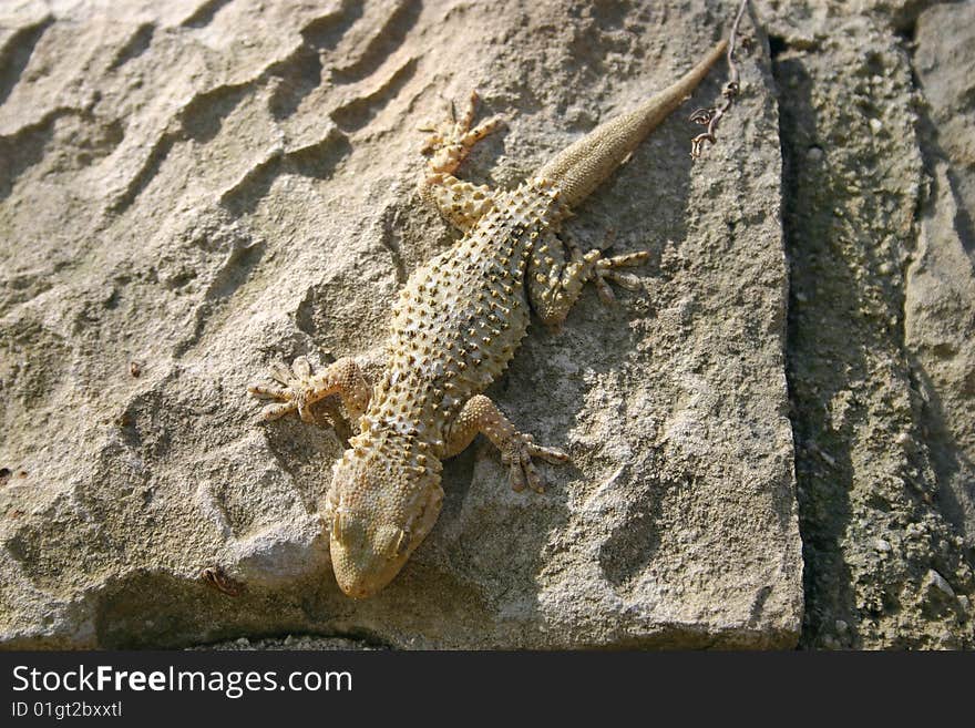 Gecko (Tarentola Mauritanica)