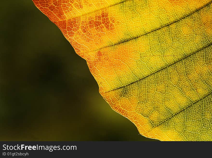 Yellow leaf in autumn view closely