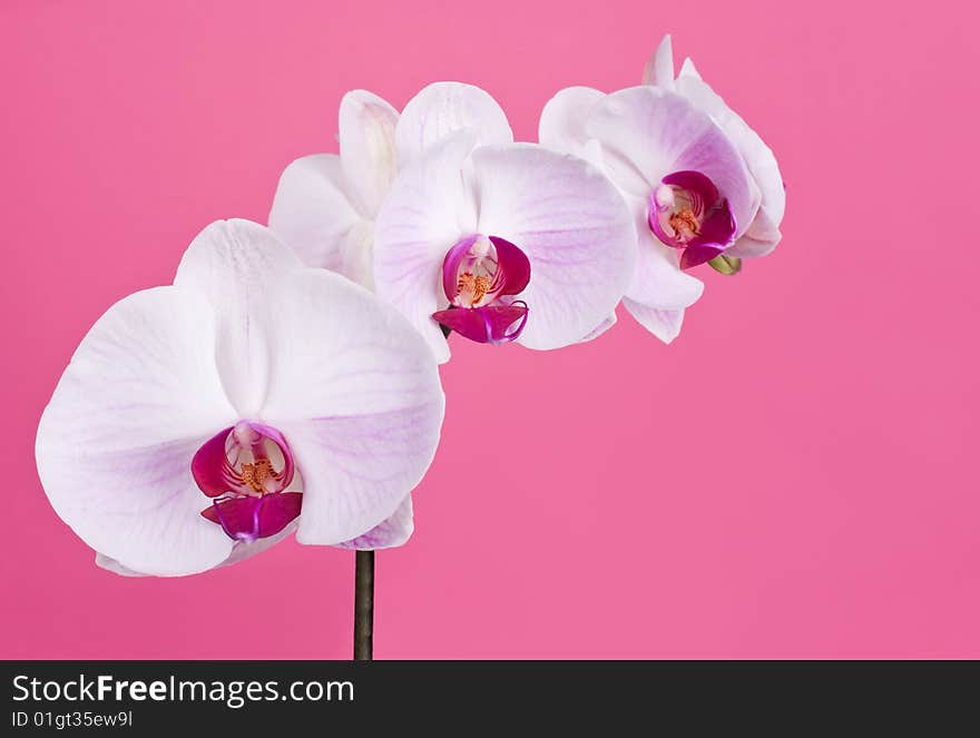 Moth Orchid isolated on Pink. Moth Orchid isolated on Pink