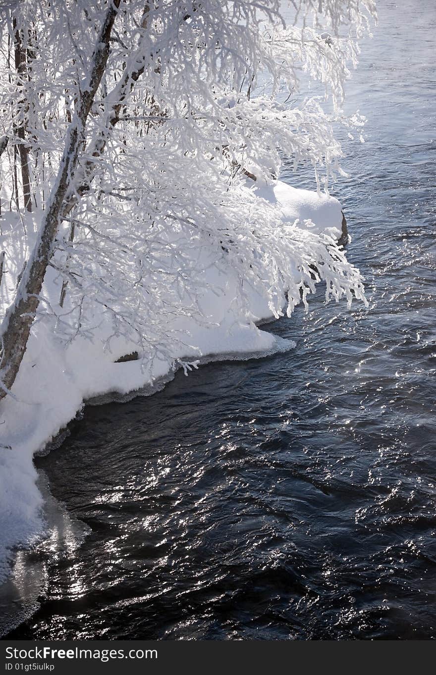 Frozen birch tree by a river