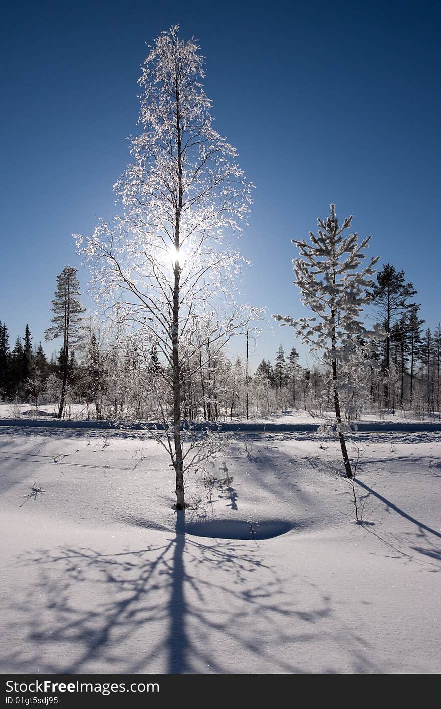 Frozen birch tree