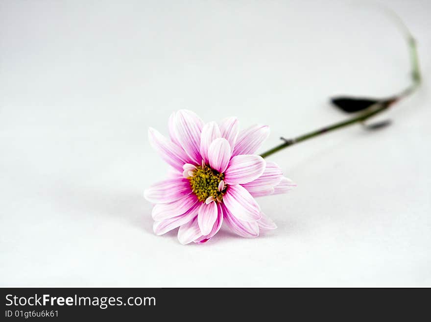 An flower on seemless background