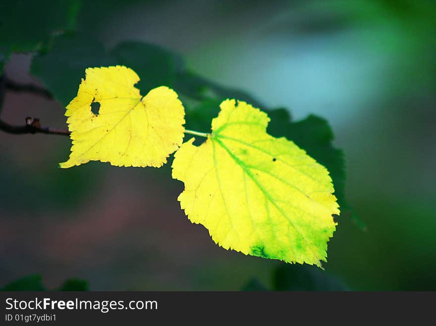 Yellow leaf in autumn view closely