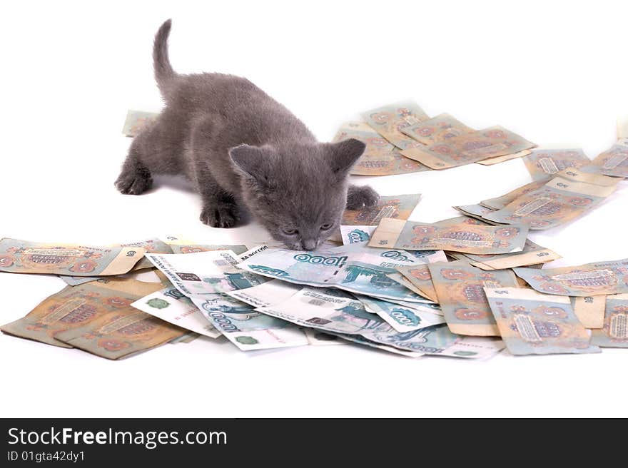 Kitten and denominations on a white background