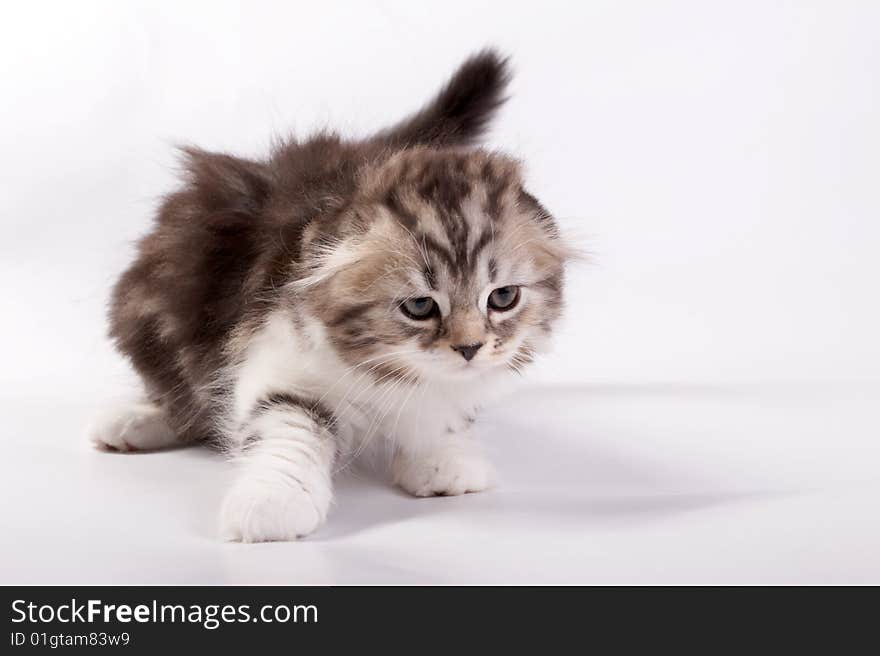 The kitten plays on a white background