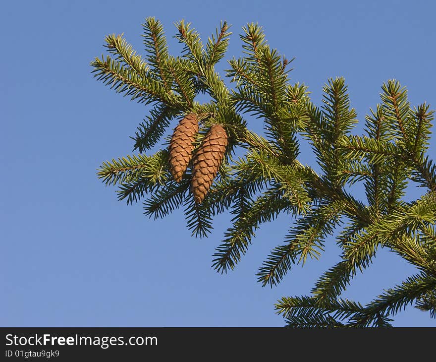 Fir branch with two cones