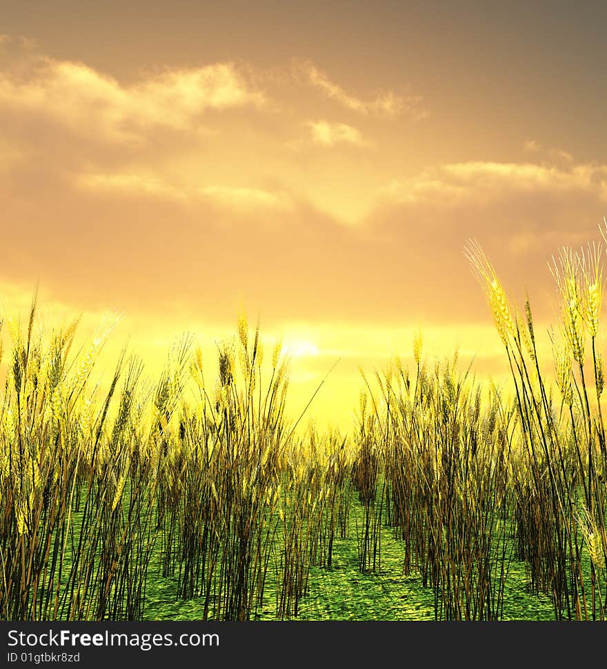 Beautiful sunset over the wheat field