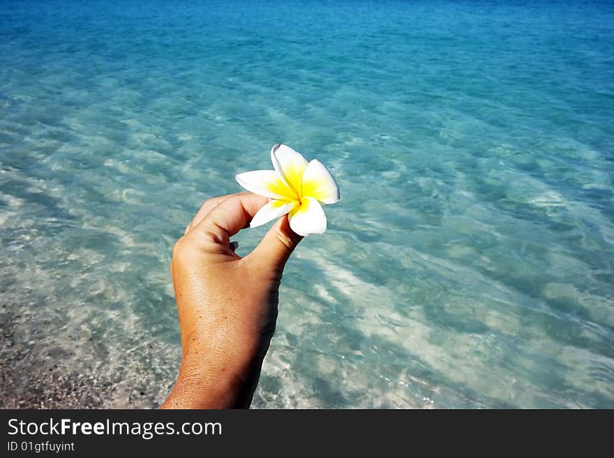 White flower in female hand and sea as background. White flower in female hand and sea as background