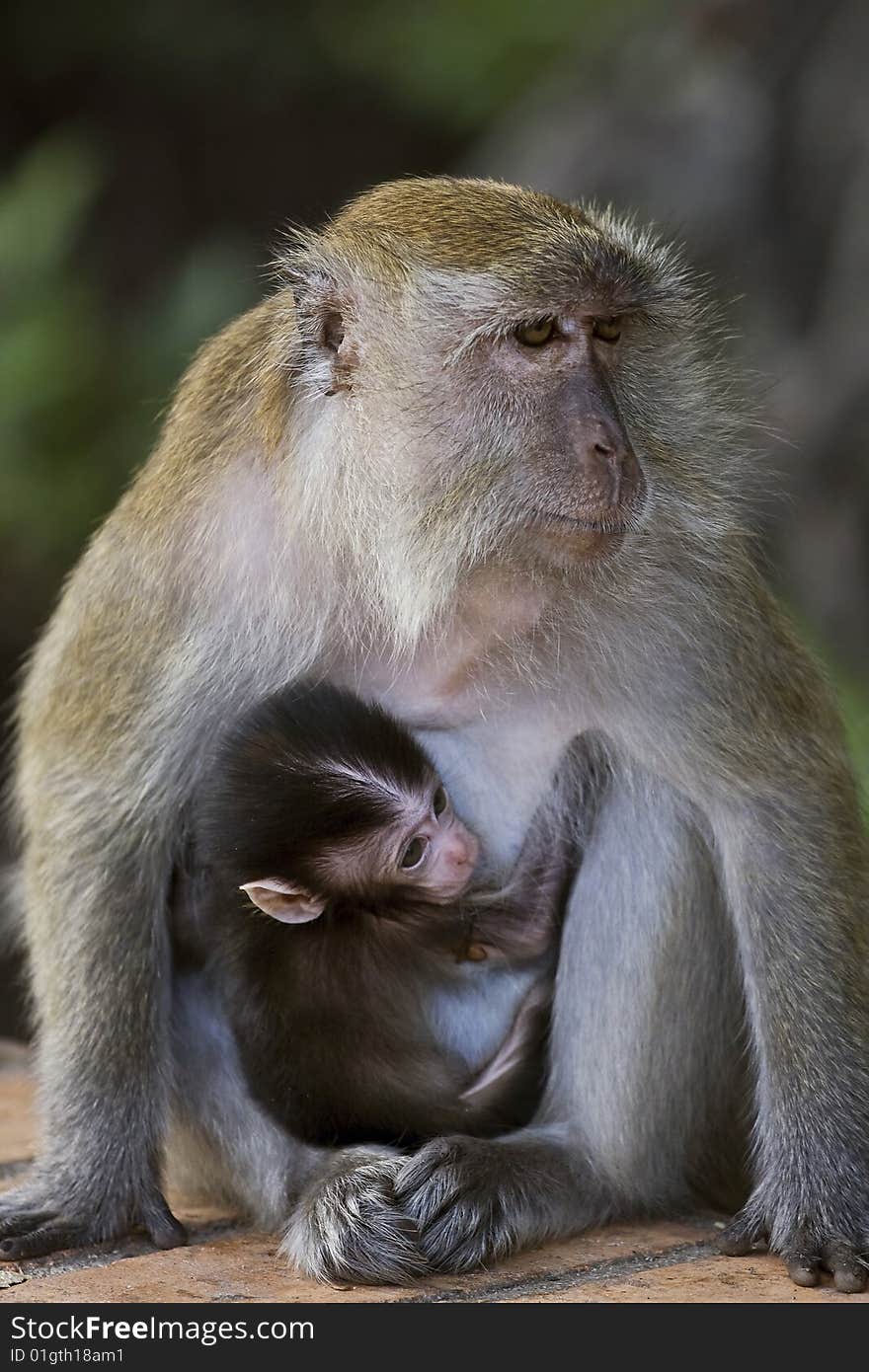 Mother long-tailed macaque with her baby captured in Lumut, Malaysia. Mother long-tailed macaque with her baby captured in Lumut, Malaysia