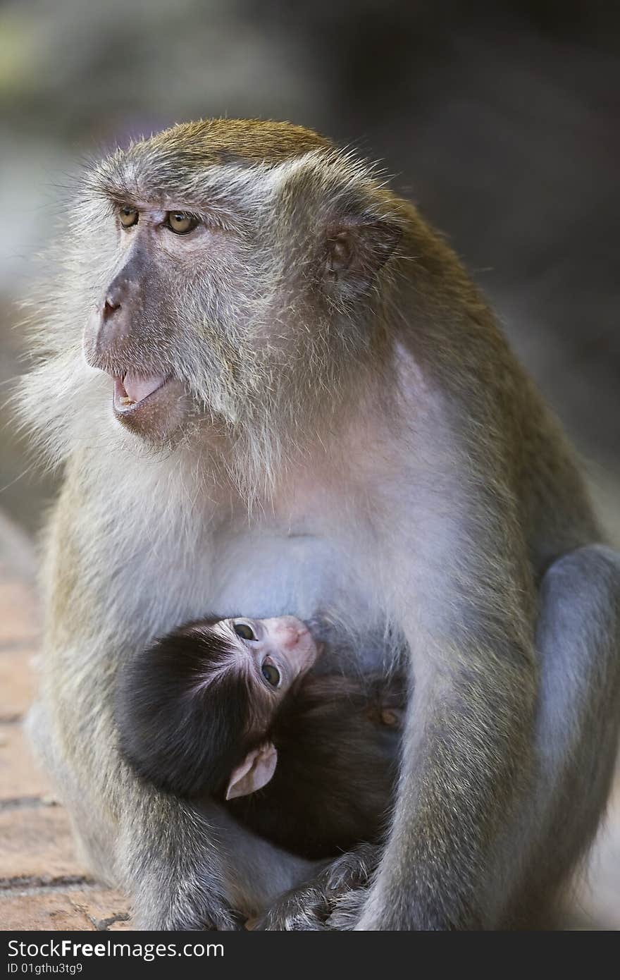 Baby long-tailed macaque being breastfed by its mother. Baby long-tailed macaque being breastfed by its mother