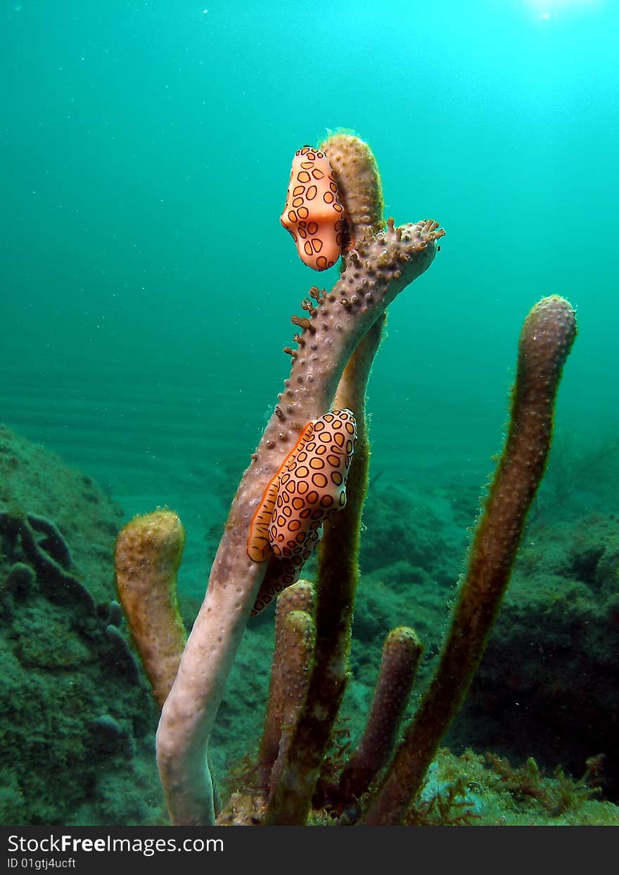 Flamingo Tongue