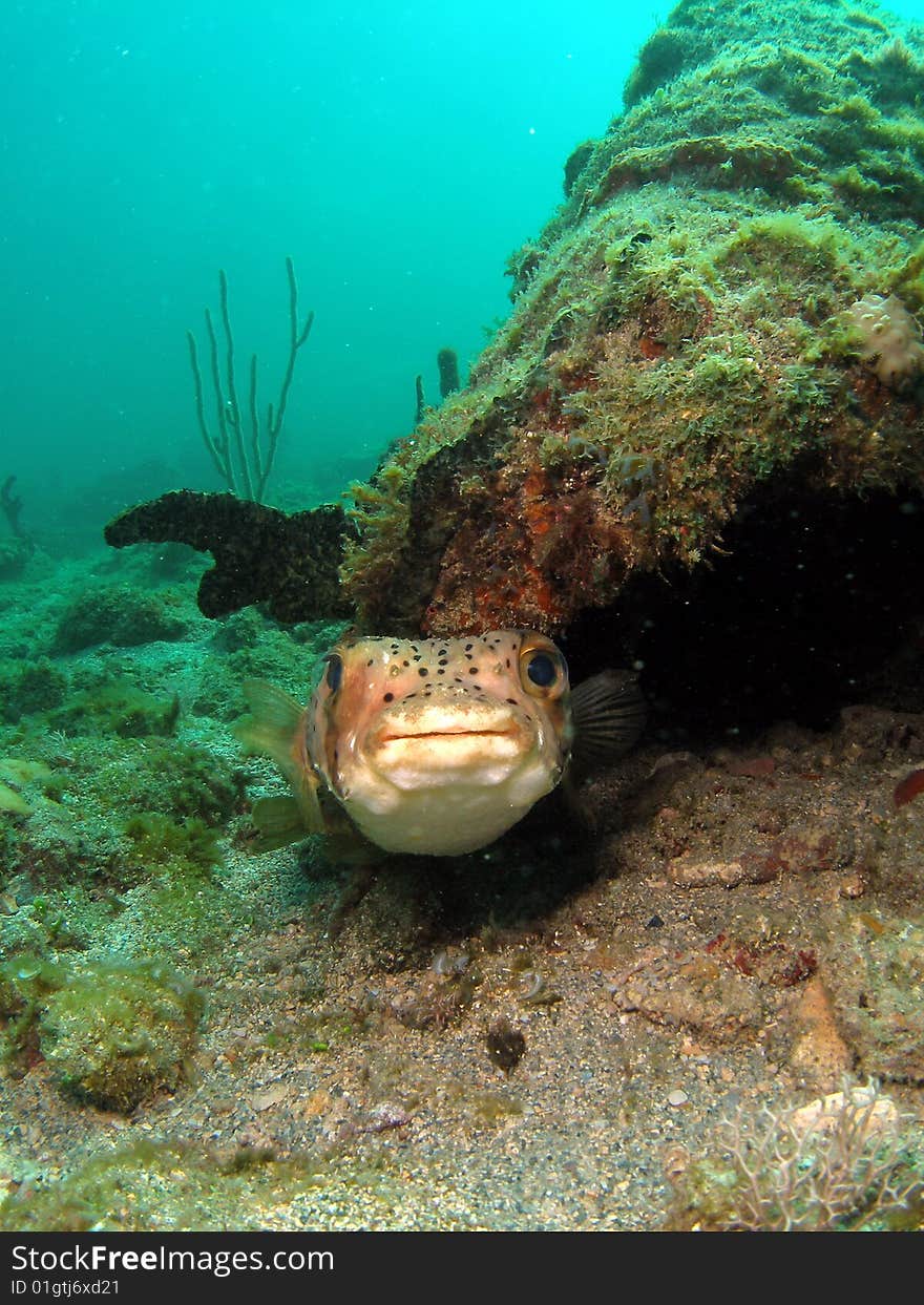 Striped burrfish looking at me.