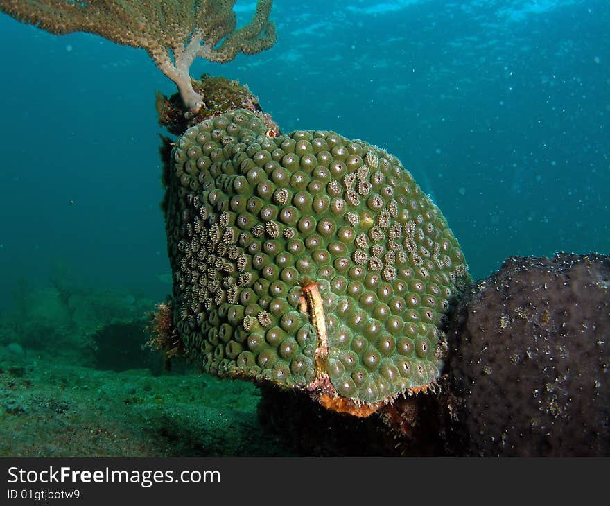 Green Star Coral