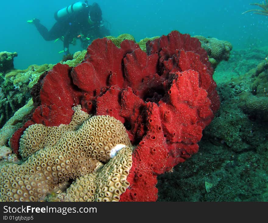 Red Coral Sponge