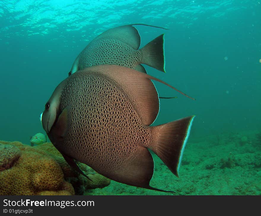 These gray angelfish were so graceful and beautiful swimming beside me. This image was taken in Pompano Beach, Florida.