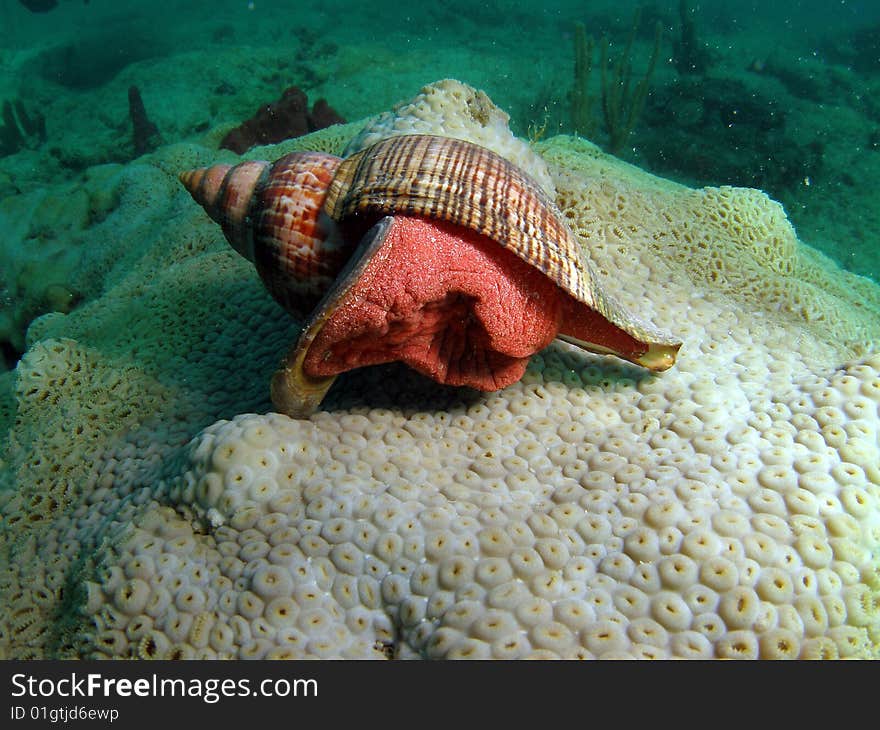 True trulip with dark stripes on the shell.