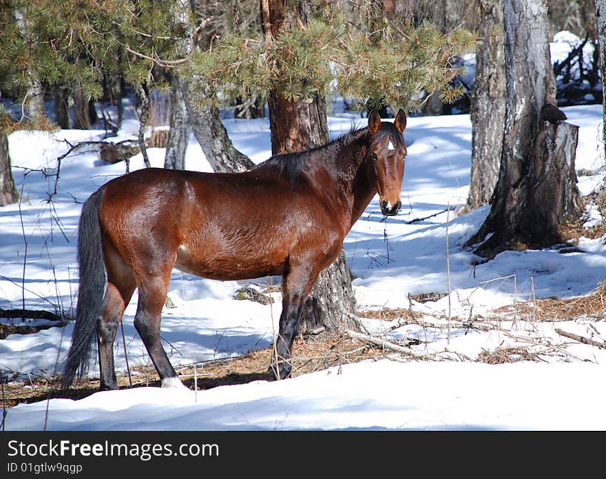 Horse in wood