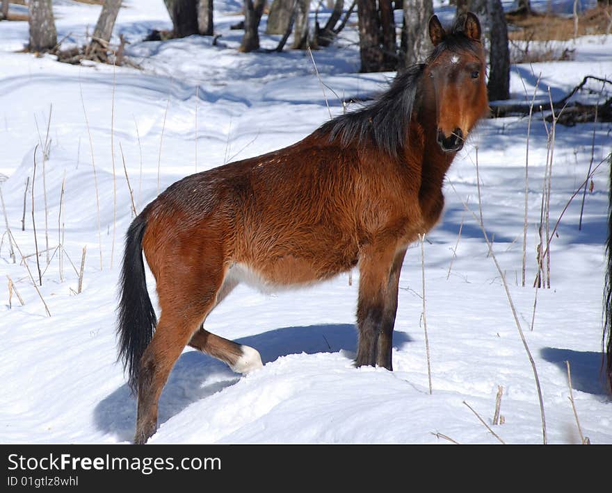 Horse in wood