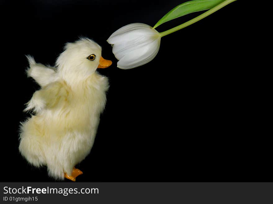 Fuzzy ducking smelling a spring tulip. Fuzzy ducking smelling a spring tulip.