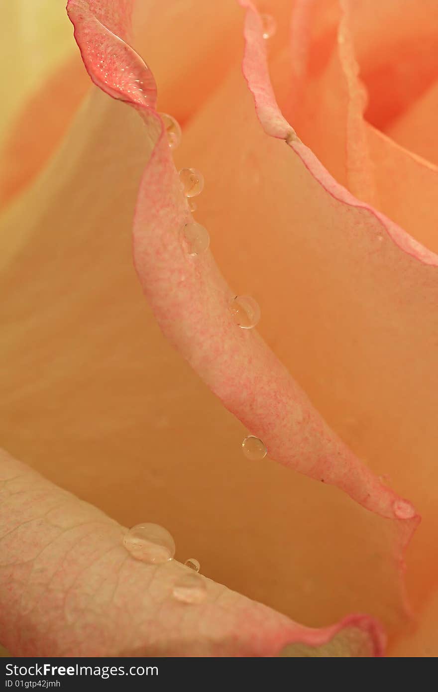 Drops of water on the petals of rose.