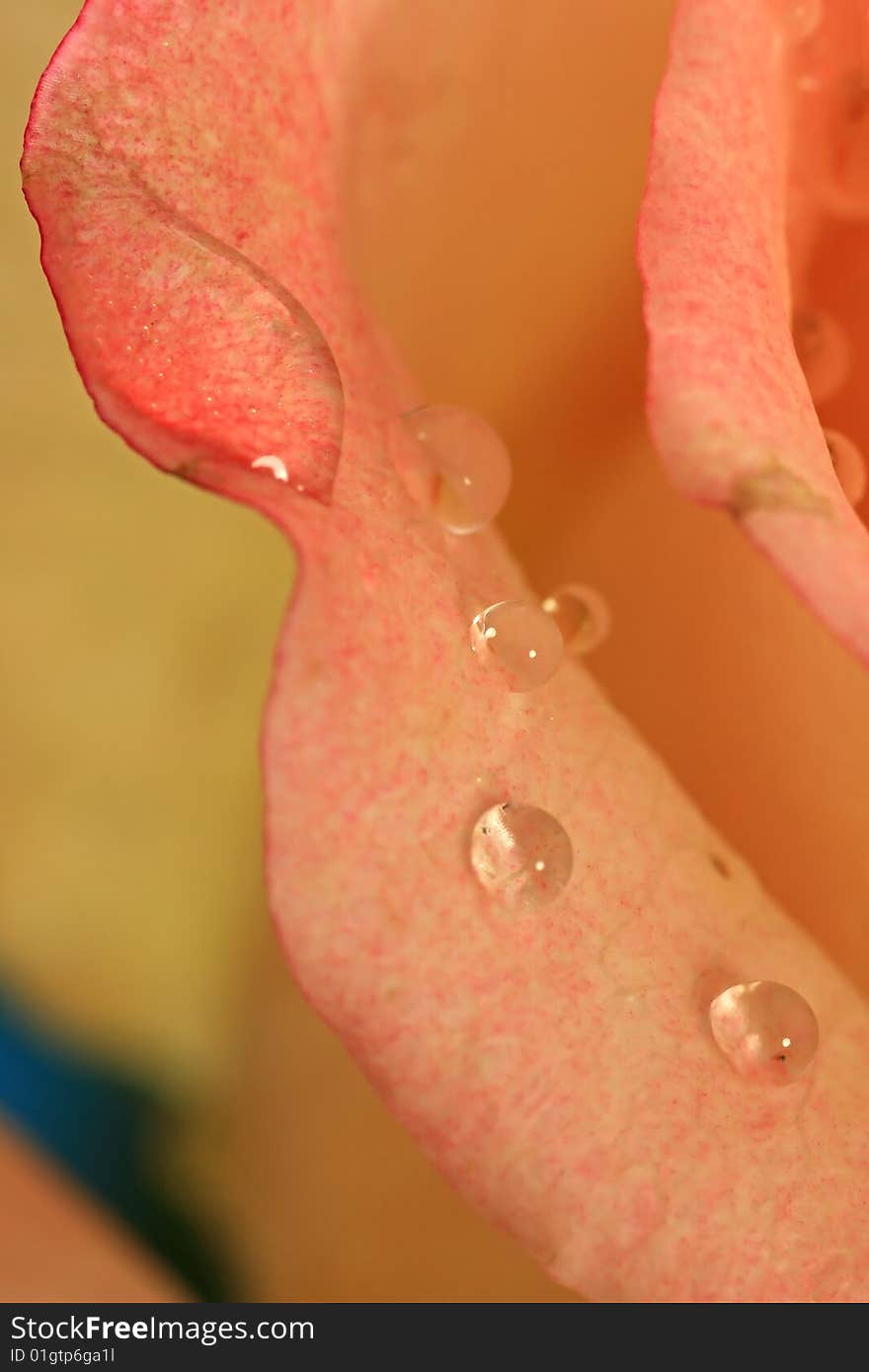 Drops of water on the petals of rose.