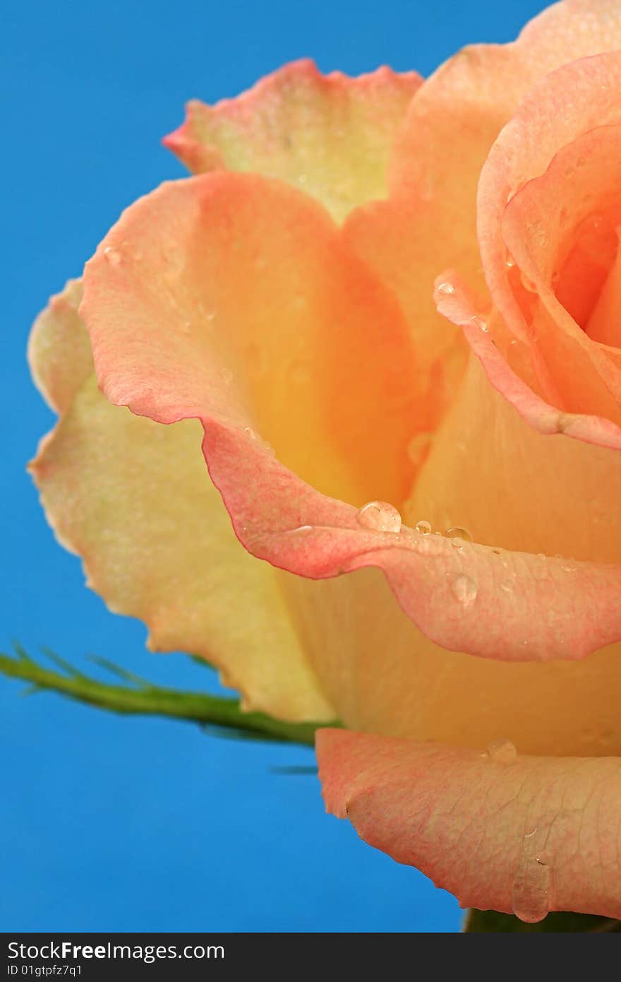 Drops of water on the petals of rose.