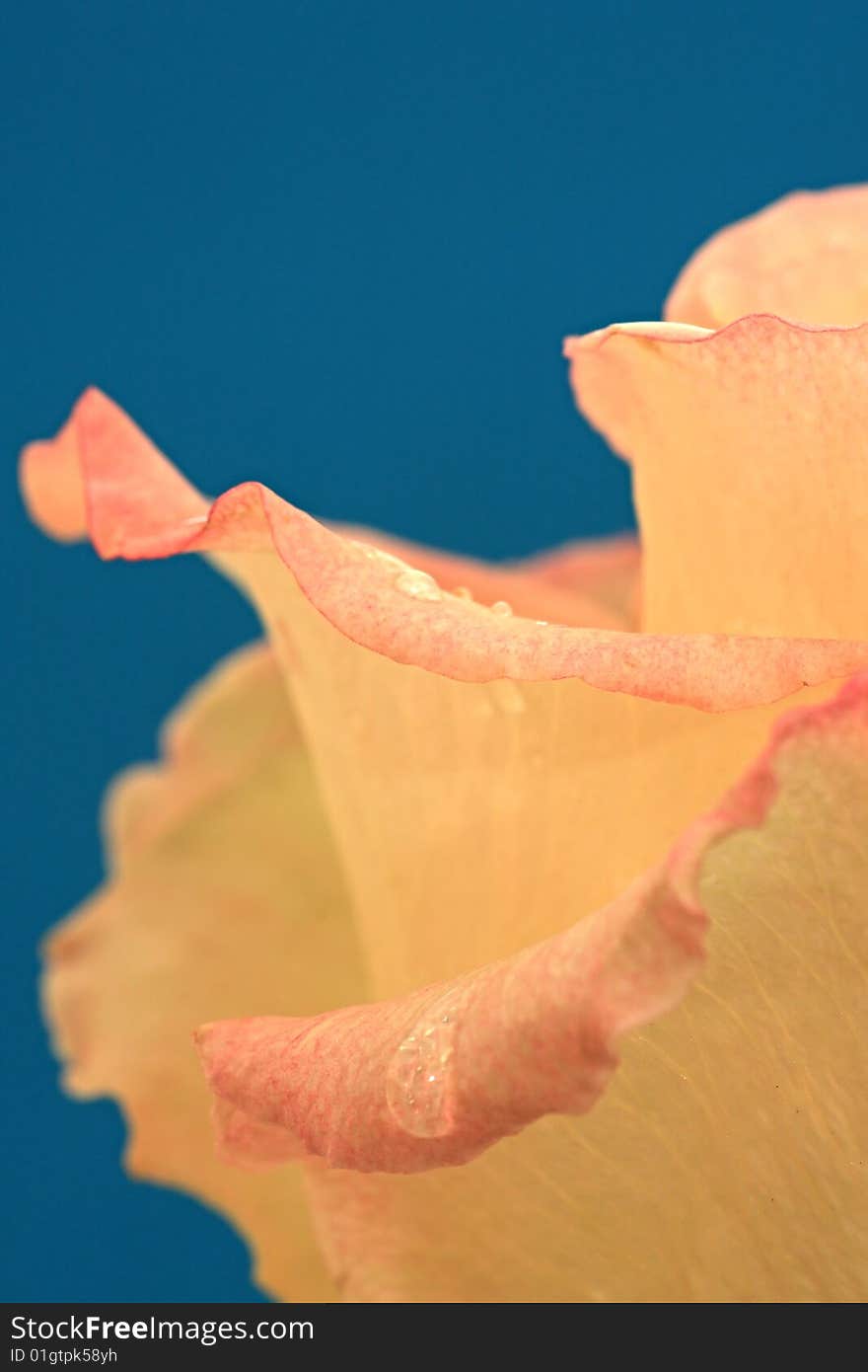 Drops of water on the petals of rose.