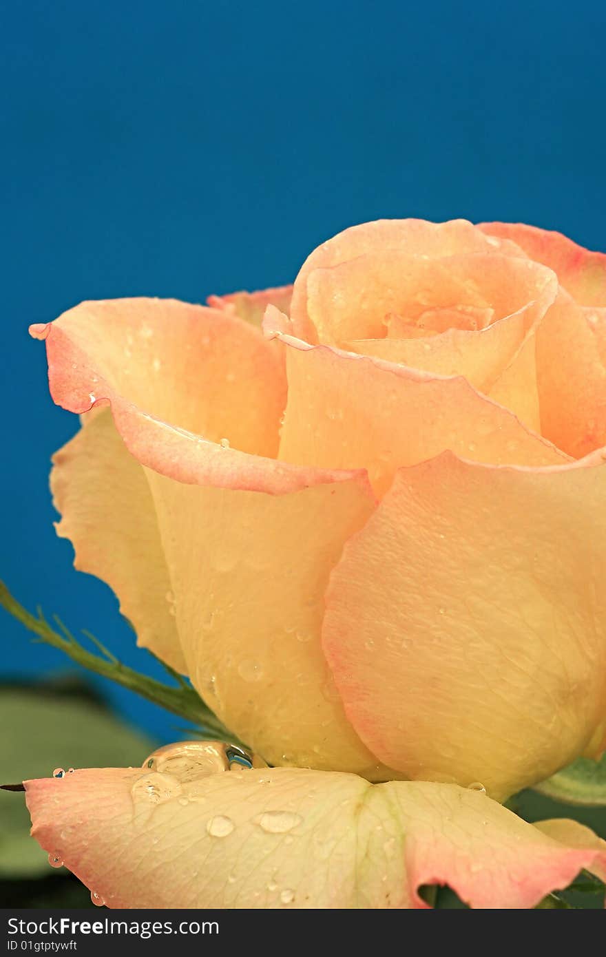 Drops of water on the petals of rose.