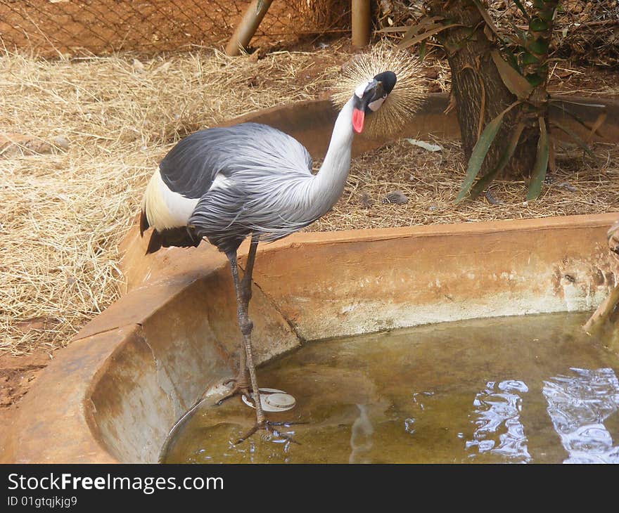 Victoria Crowned Crane