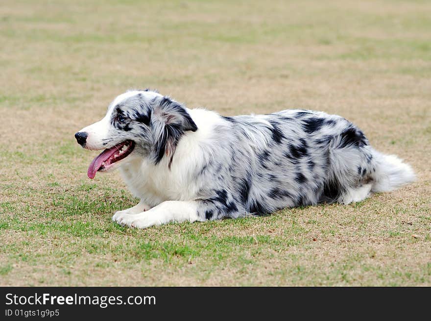 Border Collie Sitting on the lawn. Border Collie Sitting on the lawn