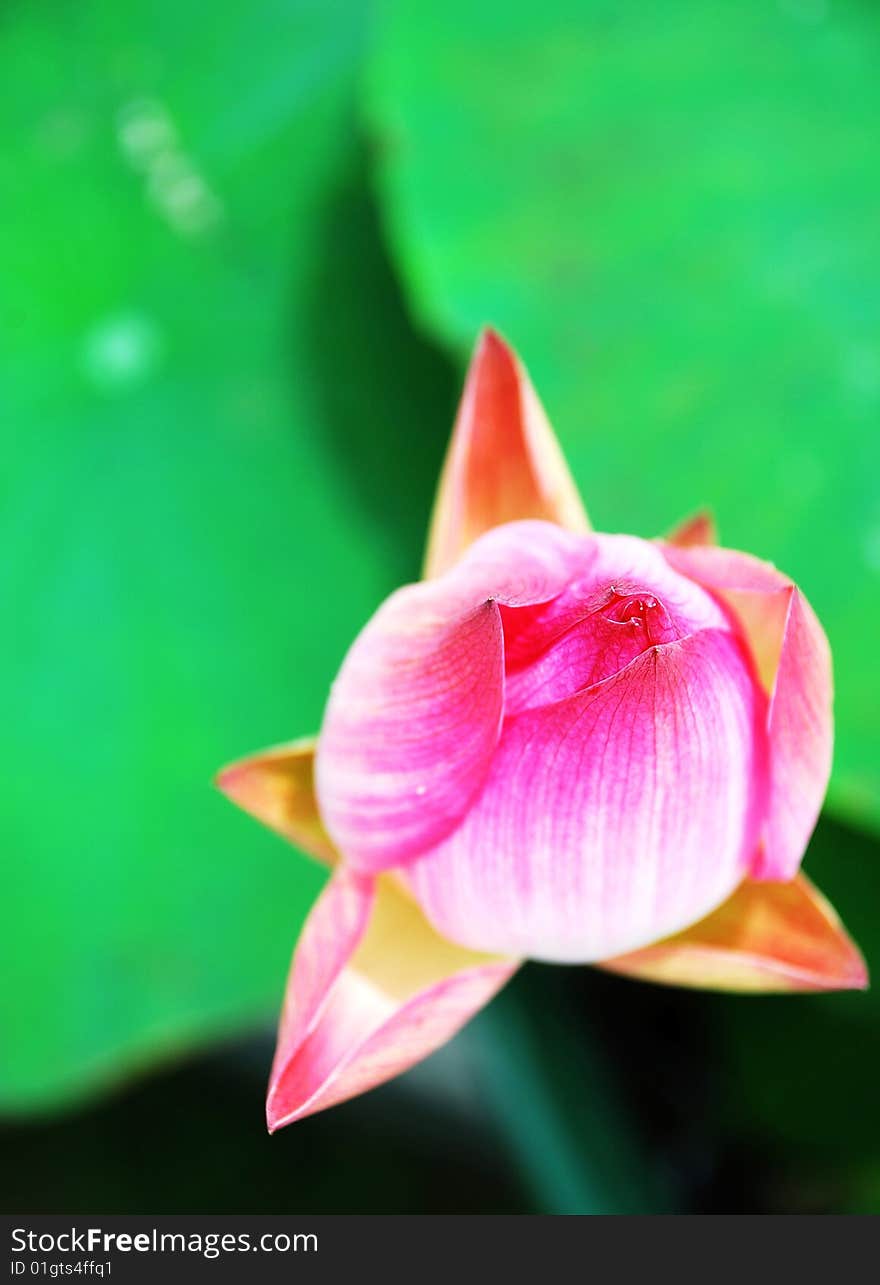 pink water lily  bud