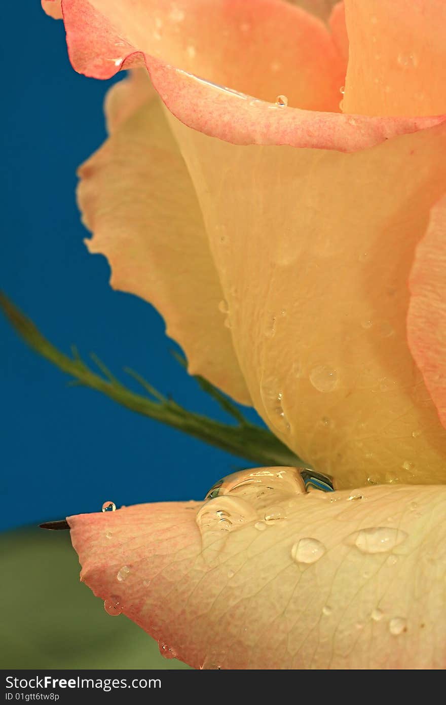 Drops of water on the petals of rose.