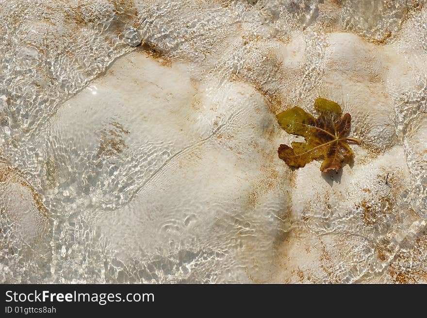 Leaf In Water