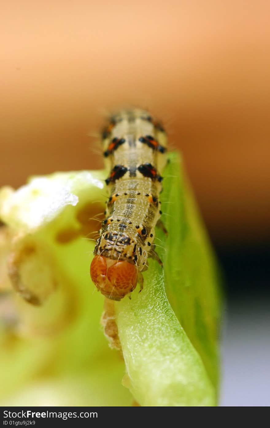 Bright Caterpillar On Green Vegetables