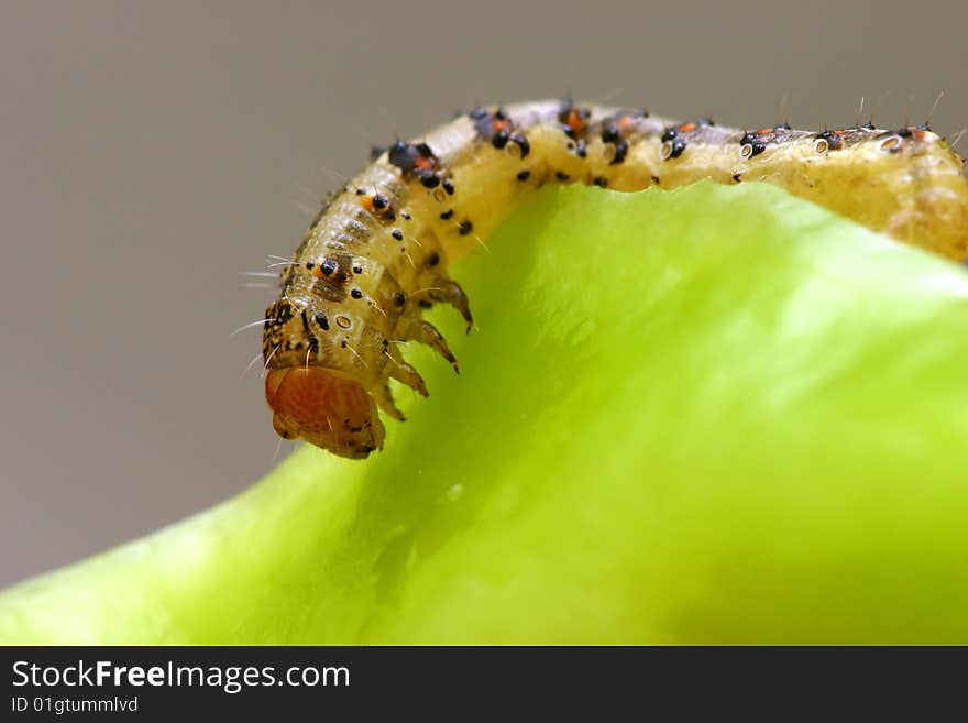 Bright Caterpillar On Green Vegetables