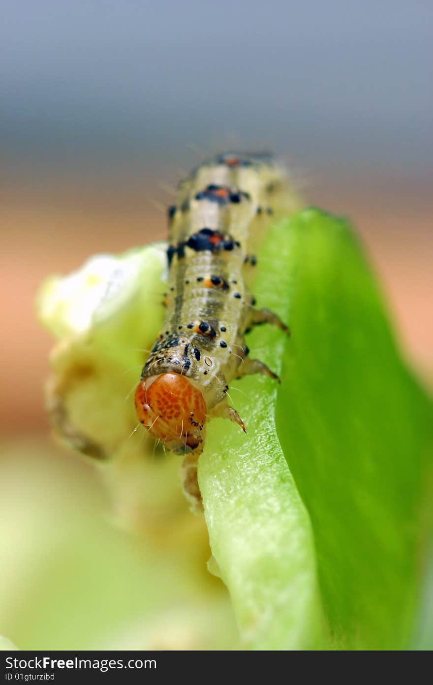 Bright Caterpillar On Green Vegetables