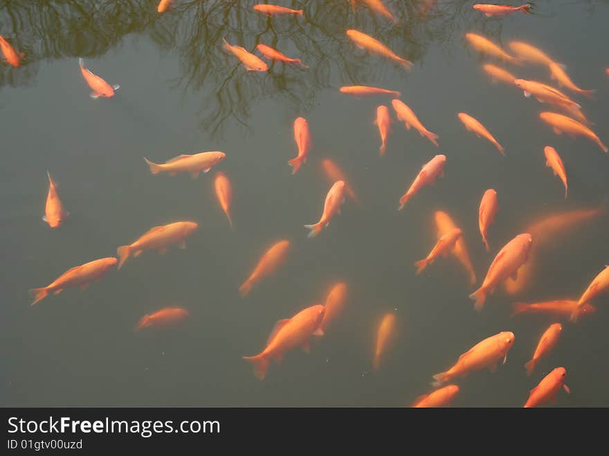 A group of red color fish swiming in the pool. A group of red color fish swiming in the pool