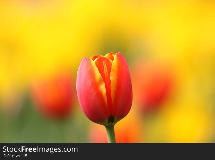 What a wandful spring day watching beautiful tulips in the park .