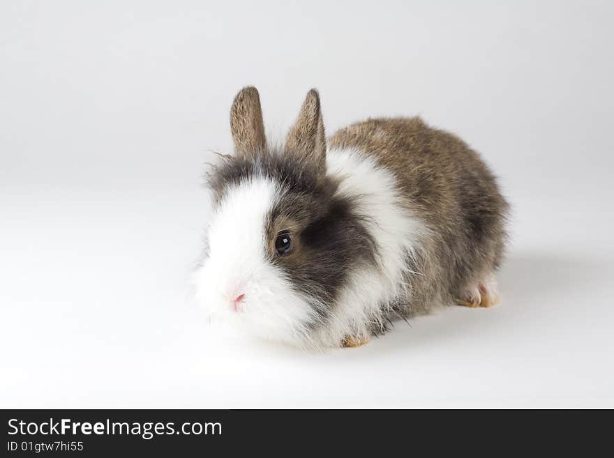 Spotted bunny, isolated on white