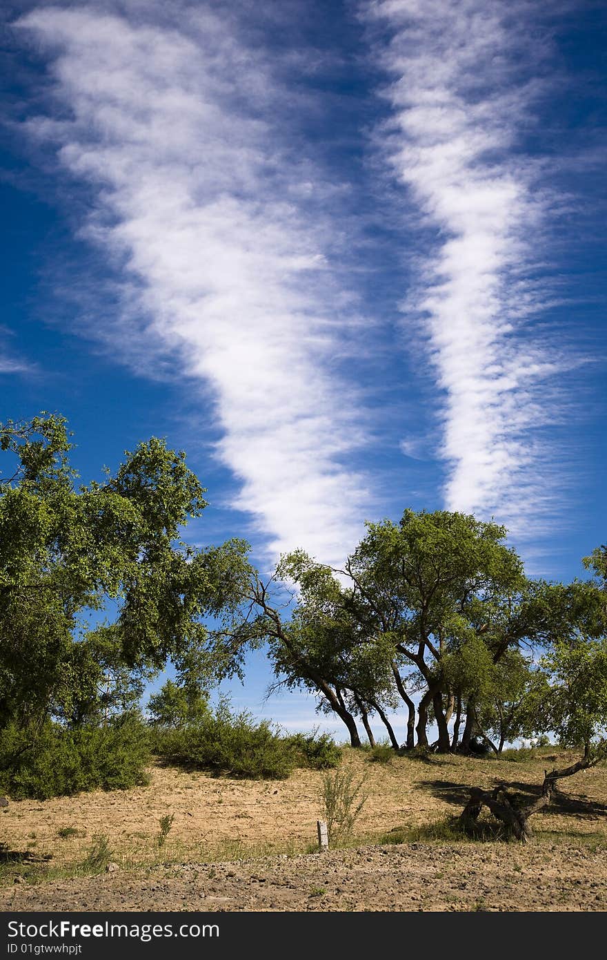 Trees And Clouds