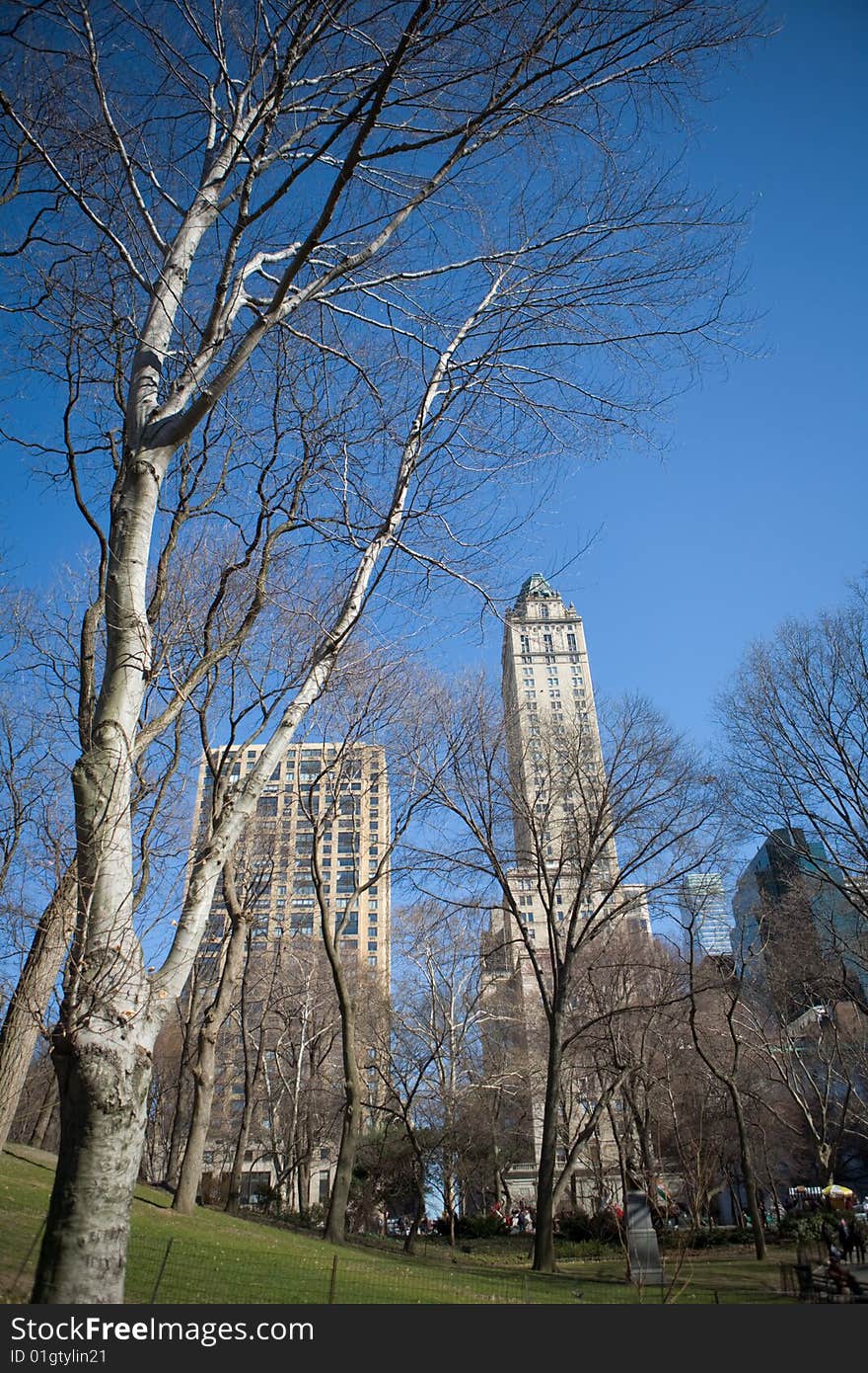 Trees without their leaves on a sunny day in Central Park in New York City. Trees without their leaves on a sunny day in Central Park in New York City