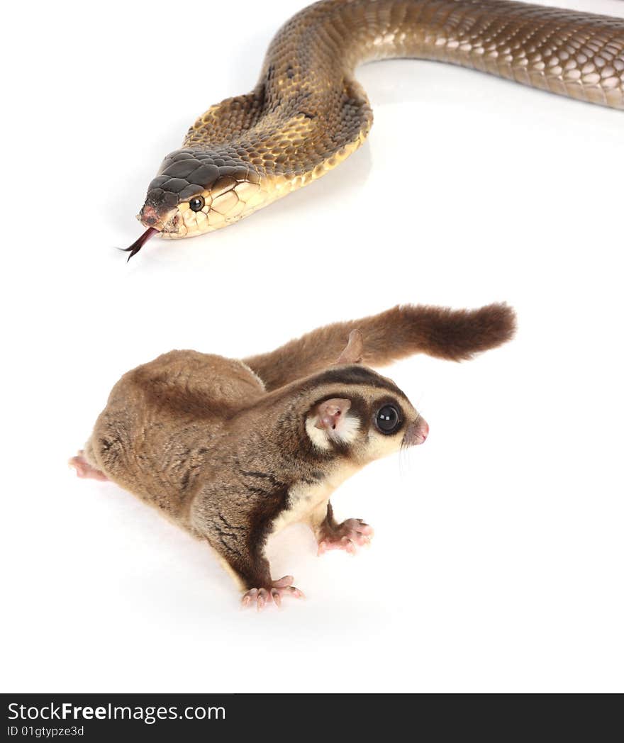 Sugar glider on white